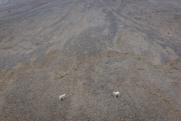 Two sheeps climbs on a slope, Laekjavik coast in Iceland