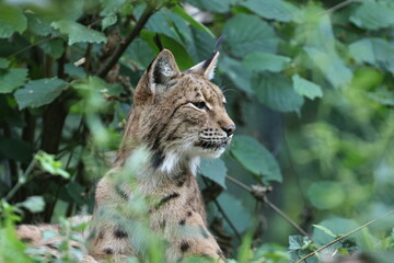 Obraz premium luchs