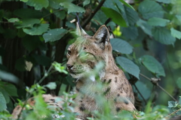 tiergarten straubing