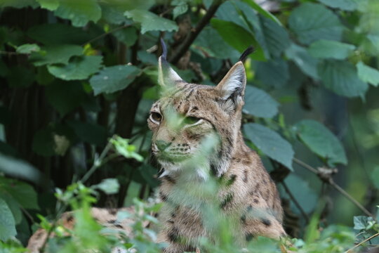 luchs