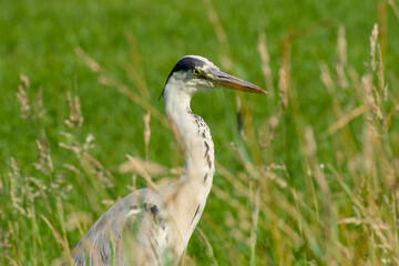 Obraz premium grey heron watching through tall grass