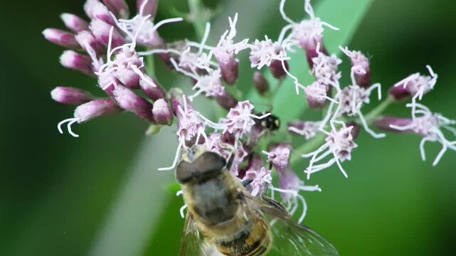 Busy bee gathers nectar on blooming summer meadow flowers