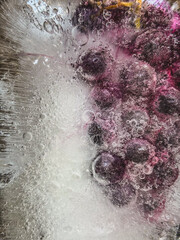 Fototapeta premium Grapes Frozen in Ice with Air Bubbles