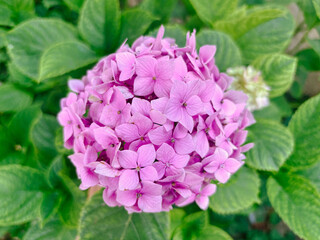 A Bright Pink Hydrangea Flower Head in a Garden