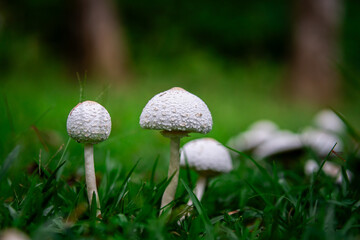 white mushrooms in the grass