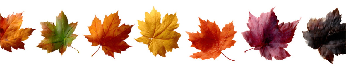 Obraz premium Collection of falling isolated autumns colored maple leaves isolated on transparent or white background