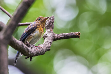 Blue throated Flycatcher, Kathmandu Valley, Nepal