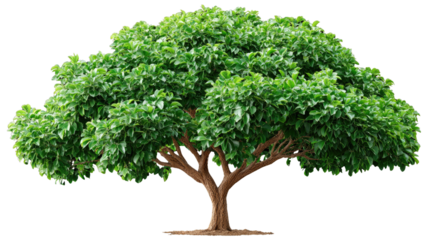 Lush Green Tree: A vibrant, healthy tree stands tall, its canopy of green leaves forming a full, dense crown.