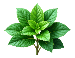 Vibrant Green Leaf Cluster with Transparent Background, High-Resolution Botanical Cutout