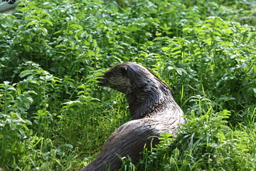 tiergarten straubing