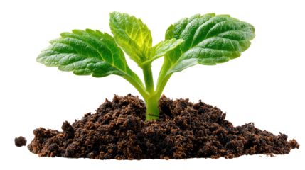 Sprout in Soil: A young, vibrant sprout emerges from a rich bed of soil, its fresh green leaves reaching towards the light in a celebration of life and growth.
