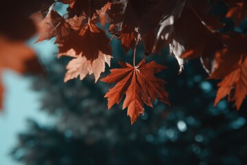 Fototapeta premium A close-up shot captures the mesmerizing beauty of autumnal maple leaves. The vibrant red and orange hues of the leaves are set against a blurred background of deep blues and greens.