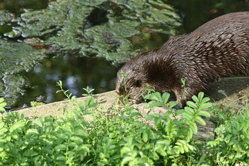 tiergarten straubing