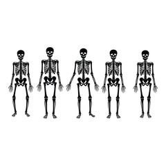 Vector art of five human skeletons isolated on white background