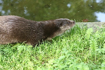 tiergarten straubing