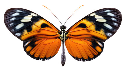 Fototapeta premium Radiant Butterfly: A close-up view reveals a vibrant butterfly showcasing a complex pattern of rich orange and black, captured with stunning detail against a clean backdrop.