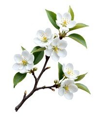 Obraz premium White Cherry Blossom Blooms with Green Leaves on Transparent Background, Botanical Illustration for Design