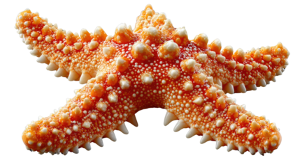 Starfish Underwater Treasure: A vibrant starfish, showcasing its intricate, textured form with spiky protrusions, becomes an underwater treasure with intricate details.