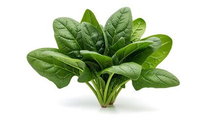Fototapeta premium Fresh spinach leaves isolated on white background healthy eating and lifestyle concept raw food diet ingredient 100g