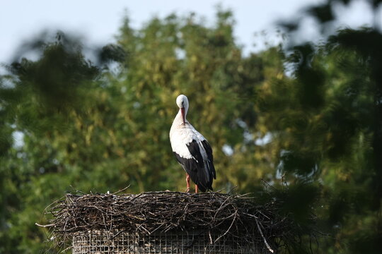 storch