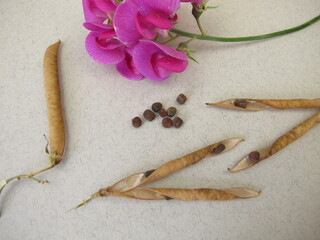 Seeds from the Sweet Pea and a flower stem, Lathyrus odoratus