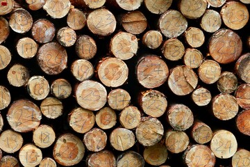 A stack of freshly cut, numbered logs of wood ready for processing