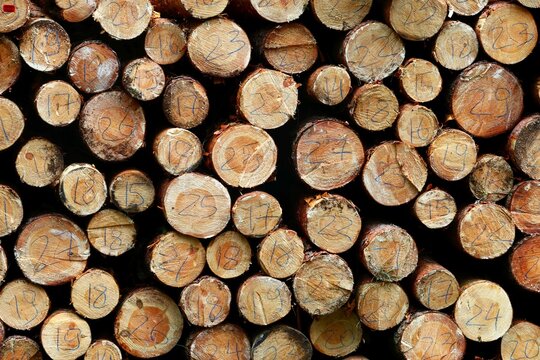 A stack of freshly cut, numbered logs of wood ready for processing - Powered by Adobe