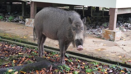 Feral Pig 