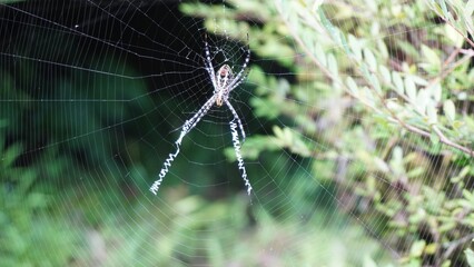 Spider in Borneo
