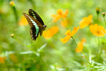 アオスジアゲハ