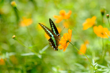 アオスジアゲハ