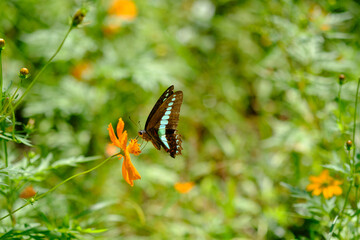 アオスジアゲハ