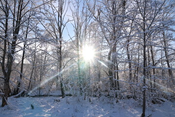 Bright sun shines through the snow-covered trees, creating a warm