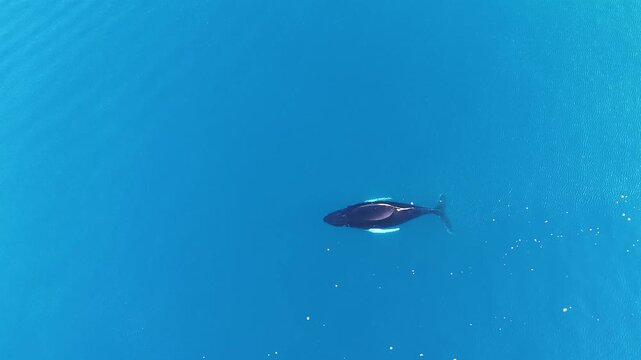 Humpback whales near icebergs from aerial view.
Humpback whale tail dripping water drops in arctic ocean with glaciers. Disko Bay glacier during midnight sun season of polar summer. Greenland