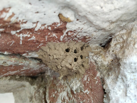 A closeup view of a mud wasp hive resting on wall corner. dauber wasp nest was built anywhere in shade area of the house