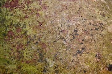 따게비와 해조류의 흔적이 남아 있는 항구의 콘크리트 질감