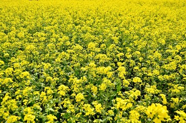 낙동강 유채꽃 축제