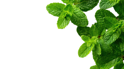 Fresh mint leaves on a white isolated background, perfect for culinary and natural remedy visuals.