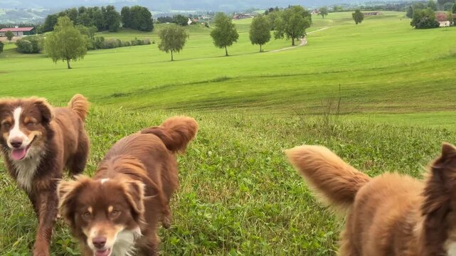 Three dogs are running in a field