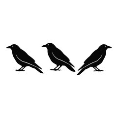 Vector art of three crows isolated on white background