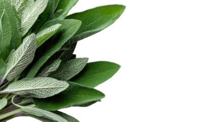Fresh sage leaves with detailed texture, white isolated background.
