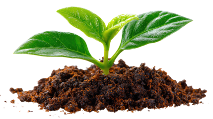 Sprout of Hope: A vibrant seedling emerges from the soil, its fresh green leaves reaching towards the light, a powerful symbol of growth and renewal.