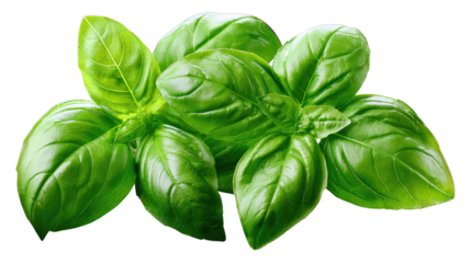 Fresh Basil: A vibrant cluster of freshly picked basil leaves, their lush green hue promising a burst of flavor, presented in a photorealistic close-up, inviting culinary exploration.