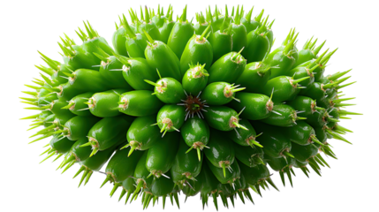 Unique Green Flora with Sharp Spikes: A striking macro shot of an unusual green plant, the intricate details of its sharp, spiky protrusions create a captivating visual.