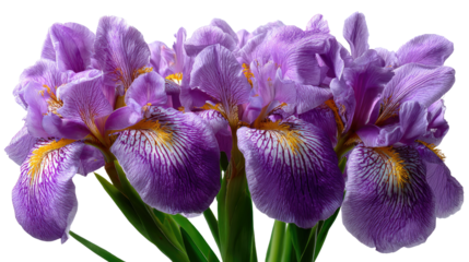 Radiant Iris Bloom: A close-up shot of a cluster of vibrant purple iris flowers. The petals display intricate patterns and textures, highlighted by gentle light.
