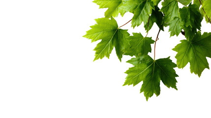 Green maple leaves isolated on a white background, showcasing nature's beauty and intricate leaf details.
