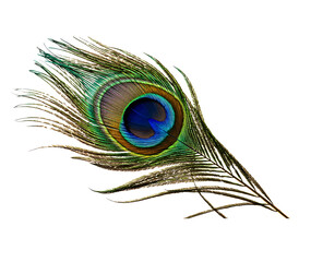 Beautiful peacock feather isolated on white background
