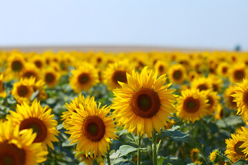 Fototapeta premium Bright Yellow Sunflower Field
