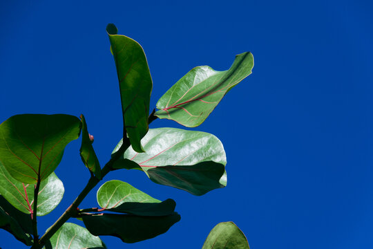 Detail of green leaves against a blue sky. Flora.