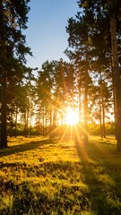 Obraz premium Golden hour forest scene